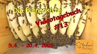 Die Bienenkiste - Videotagebuch #13 (5.4. - 20.4.2025)