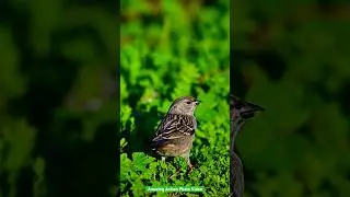 Sparrow having green leaves #nature #relaxing #wildlife #birds #birdwatching #birdlovers #birdvideos