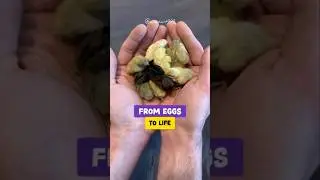 Man Rescues Abandoned Baby Quails and Raises Them with Love #shorts #birds #animalrescue