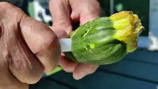 Zucchini racer construction