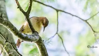 Aves del Uruguay