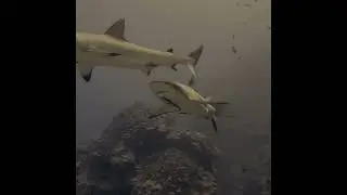 Grey Reef Shark October 2024 #scubadiving #ocean #oceanlife #underwatervideography #shark