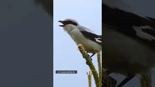 Сорокопут Серый #голосаптиц