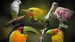 Neotropical Birds Singing - Colorful Birds
