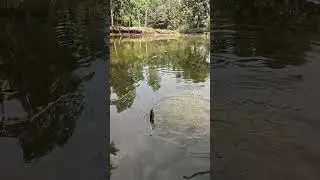 Amazing Hook Fishing Scene #khicuri #fishing #shorts