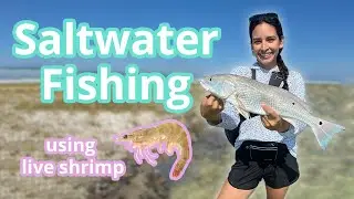 Saltwater Fishing using Live Shrimp (feat. FatBelly Fishing)