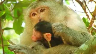 New Baby Monkey Of Brianna Is Brighten: So Cute Baby
