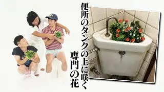便所のタンクの上に咲く専門の花【ろばーとのうた】