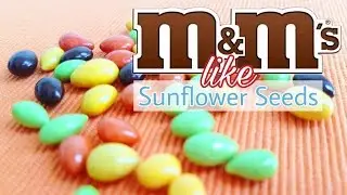 Japanese M&M's like Sunflower seeds chocolate coated - New ASMR