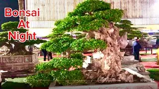 Bonsai Under Night Lights | When Darkness Reveals the Soul of the Tree