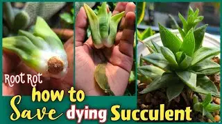 Quick Root Rot Treatment save dying Succulent \ ख़राब succulent को कैसे ठीक करें