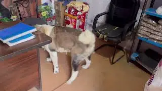 Whiskey Akita Breed dog 🐕  @dogloverprakash  Is Full Happy 😆