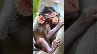 A Mother&rsquo;s Love: Baby Monkey&rsquo;s First Moments of Life