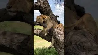 Join Win Tanzania Safaris and witness the beauty of the Tanzania National Parks.