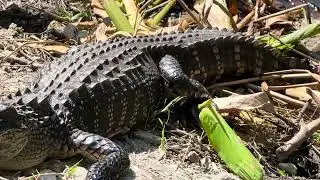Gators and Turtles sharing space