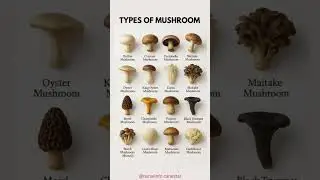 TYPES of MUSHROOM 🍄