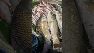 Amazing 10 Kg Giant Katla Fish #fish