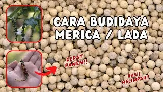 Cara Menanam Merica Agar Cepat Berbuah, Cara Menanam Merica dari Biji