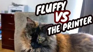 CAT VS PRINTER | Hilarious cat reaction to printer, cat versus printer drama | THINGS WITH CATS