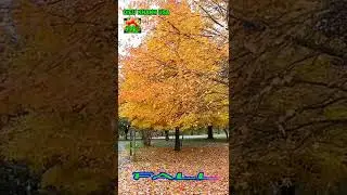 Hello Fall 2 Relaxing Fall Colors Fallen Leaves and birds singing | @DIEUKHANHUSA