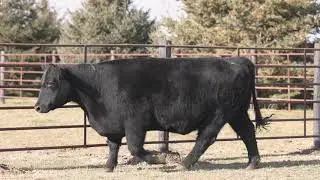 Tag 38 Swanson Cattle Company