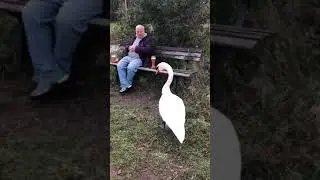 swan chill with H&auml;sel 🦢 Mitten in der Pfalz ein Schwan ...  ,,Nunna&ldquo; 😂
