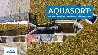 AquaSort: A system designed for selective fish passage