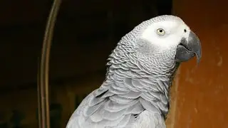 Alex the Parrot: The Bird Who Made Scientists Rethink Animal Intelligence!