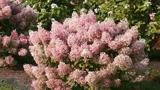 Hydrangea Bobo&reg; | Garden Center | Stratford CT