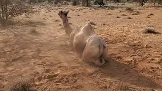 camel scratching