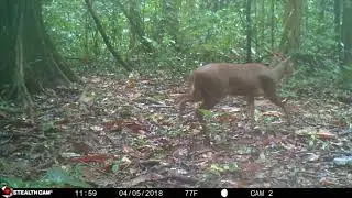 The Jaguar's Jungle Camera Trap Footage