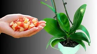 Help Any Orchid Grow Roots & Bloom 200&times; Faster! The Fastest Secret