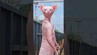 found a huge pink cat dancing #sbvfx #vfx #sphinxcat #pinkcat #ytshorts #shorts #vfxshorts