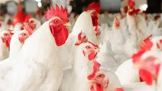 Amazing polti Farm  and Cute Pets Compilation,cockroach sound,Pet animals #insects #animals #shorts