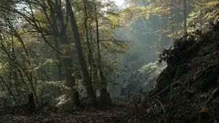 Wald&auml;sthetik am Beispiel eines Jahres im Wispertaunus
