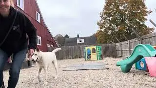 Bolt- name recognition, settle and leave it with food