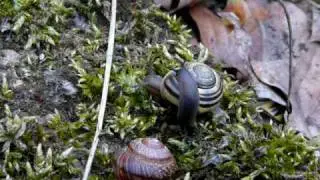 Wstężyk ogrodowy, ślimak zaroślowy i Pomr&oacute;w