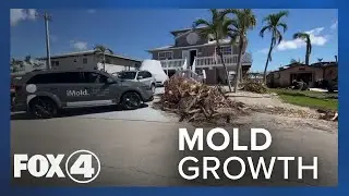 Mold Growing Now Inside Homes After Ian Flooding