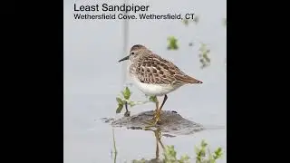 20250901 least sandpiper wethersfield cove ytsh