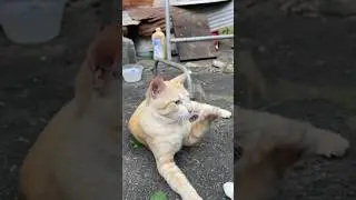#funnycats #cat #kitten #cute