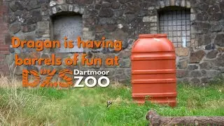 Dragan is having barrels of fun at Dartmoor Zoo!