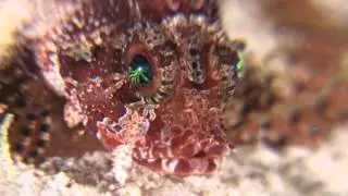 Scuba Junkie Promo Video