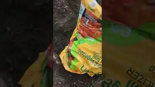 Planting broccoli, thousandhead kale, tomatoes... use that fish 🐟 for fertilizer.