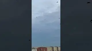 Вороны мои