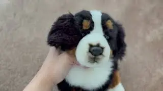 Opening My Webkinz Signature Bernese Mountain Dog!