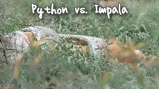 Python vs. Impala in the Kruger National Park