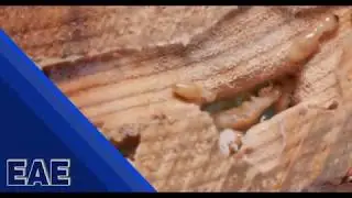 Termite Control Phoenix AZ
