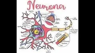 Neuronas - SN - 3ESO