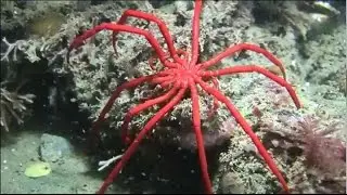Facts: The Sea Spider