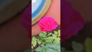 Mini Pink Bunch Roses plant🌹✨// Home Gardening 🏡✨/ #shortsfeed #shortvideo #flowers